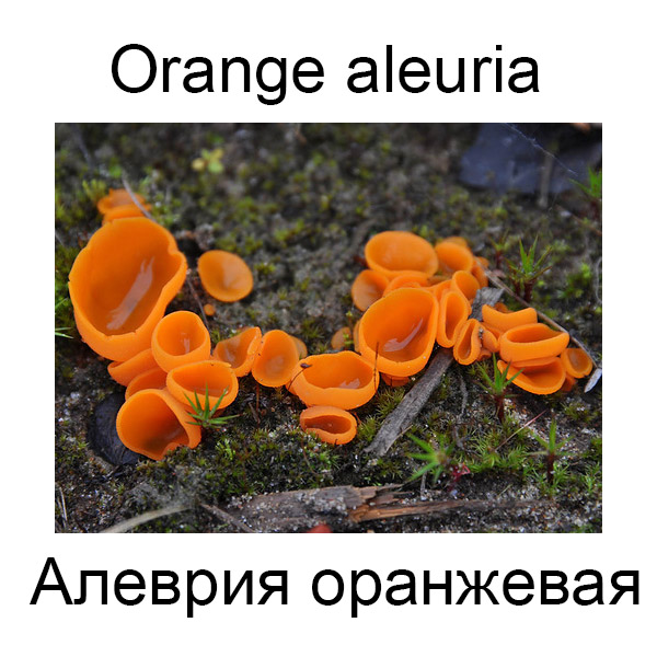 Ягоды и грибы на английском